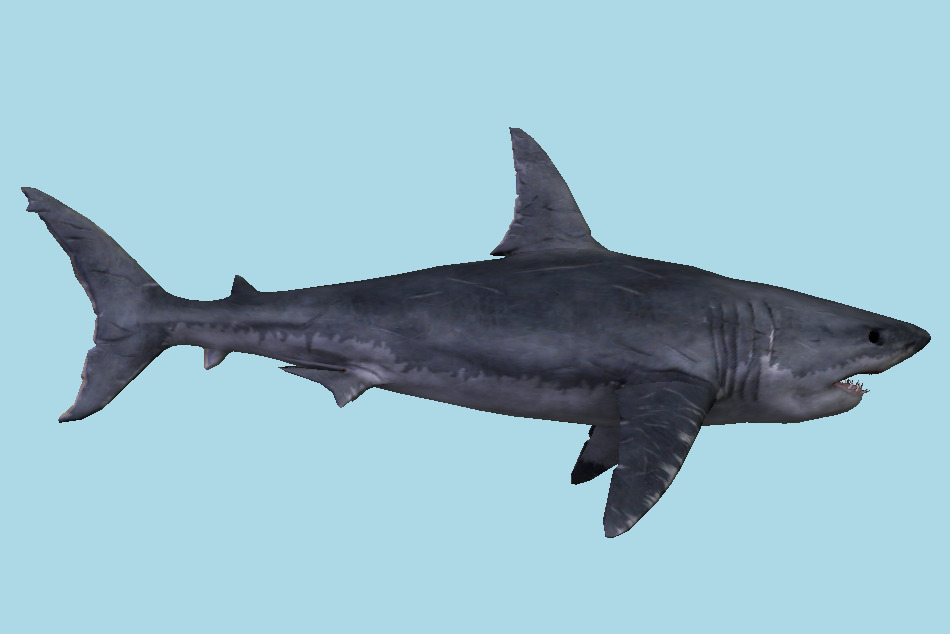 Great White Shark 3d model